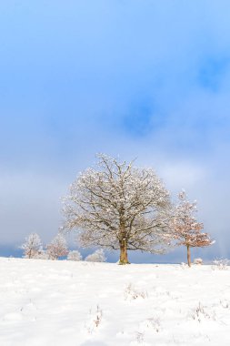 kar kaplı ağaçlar ile kırsal manzara ve mavi gökyüzü bulutlu 