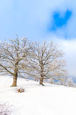 kar kaplı ağaçlar ile kırsal manzara ve mavi gökyüzü bulutlu 