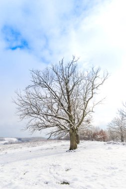 kar kaplı ağaçlar ile kırsal manzara ve mavi gökyüzü bulutlu 
