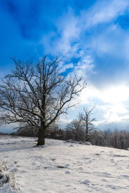 kar kaplı ağaçlar ile kırsal manzara ve mavi gökyüzü bulutlu 