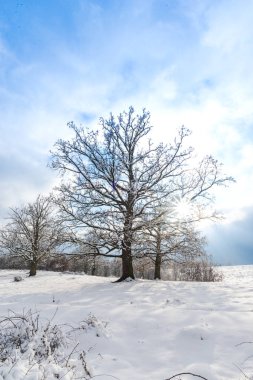kar kırsal manzara ağaçlar ve mavi gökyüzü ile kaplı 