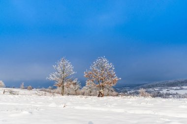 kar kaplı kırsal alan ağaçlar ve mavi gökyüzü 