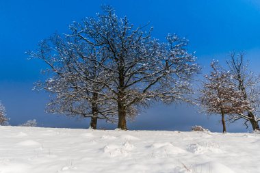 kış sezonu, kar kırsal manzara ağaçlar ve mavi gökyüzü ile kaplı. 
