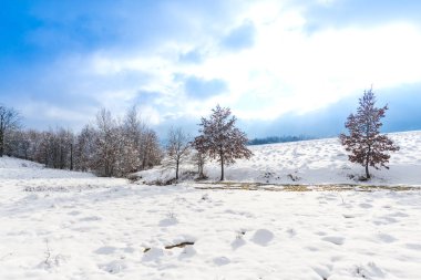 kar kaplı kırsal alan ağaçlar ve mavi gökyüzü 