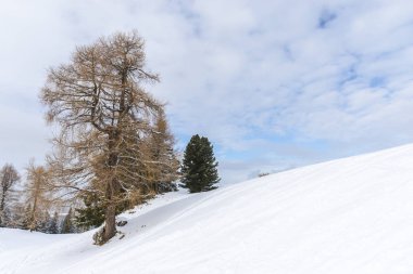 Ağaçları kış zamanında ile Dağları 