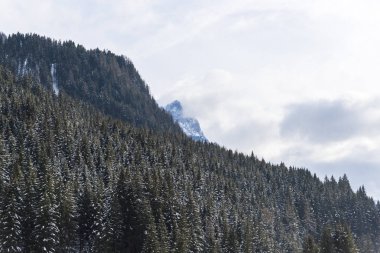 Snowy orman ağaçları dağ tepe üzerinde
