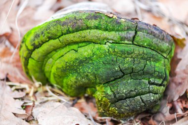 Tahtada yeşil yosun dokusu 