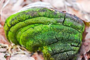 Tahtada yeşil yosun dokusu 