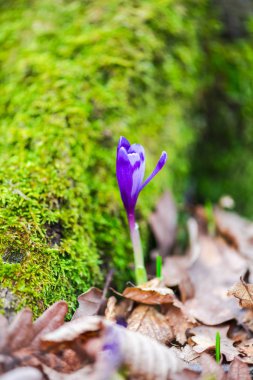 orman toprak ile büyüyen menekşe çiğdem çiçek yaprakları 
