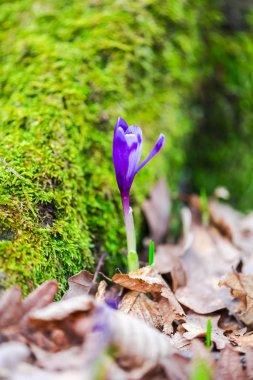 orman toprak ile büyüyen menekşe çiğdem çiçek yaprakları 