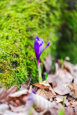 orman toprak ile büyüyen menekşe çiğdem çiçek yaprakları 