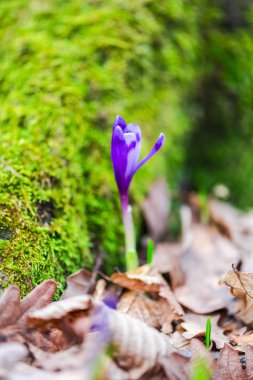 orman toprak ile büyüyen menekşe çiğdem çiçek yaprakları 