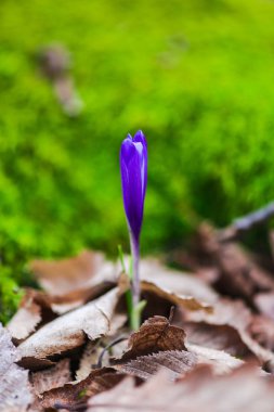 orman toprak ile büyüyen menekşe çiğdem çiçek yaprakları 