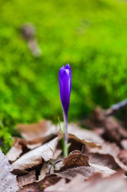 orman toprak ile büyüyen menekşe çiğdem çiçek yaprakları 