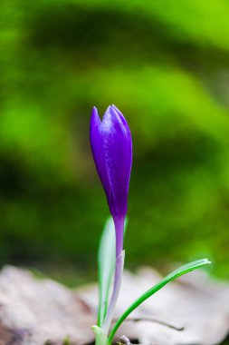 Mor küçük çiğdem çiçek