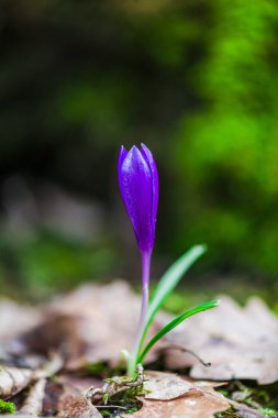 orman toprak ile büyüyen menekşe çiğdem çiçek yaprakları 