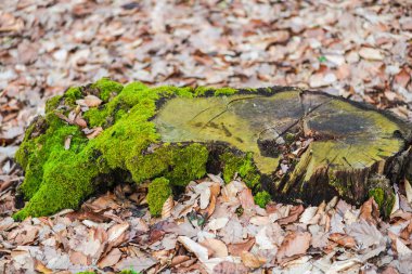 Erken Bahar Orman yosun ile sawed ağacının eski güdük