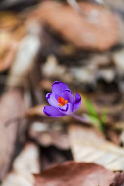 orman toprak ile büyüyen menekşe çiğdem çiçek yaprakları 