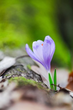 büyüyen bahar crocus Mor çiçek