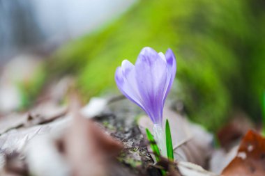 bahar çiçek, mor çiğdem çiçek büyüyen
