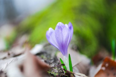 bahar çiçek, mor çiğdem çiçek büyüyen