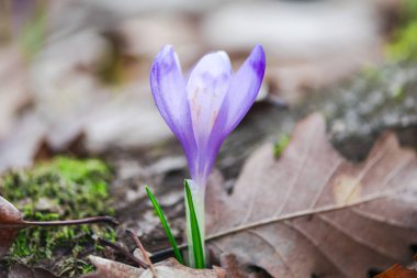 orman toprak ile büyüyen menekşe çiğdem çiçek yaprakları 