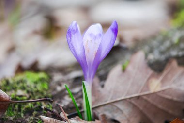 orman toprak ile büyüyen menekşe çiğdem çiçek yaprakları 