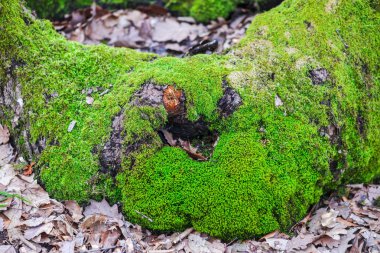 Erken Bahar Orman yosun ile sawed ağacının eski güdük