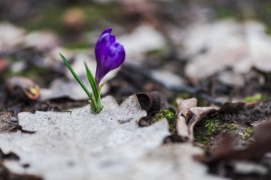 orman toprak ile büyüyen menekşe çiğdem çiçek yaprakları 