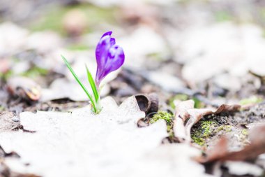 orman toprak ile büyüyen menekşe çiğdem çiçek yaprakları 