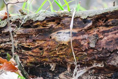 Kırpılan görünümü eski güdük erken bahar orman yosun ile sawed ağacının