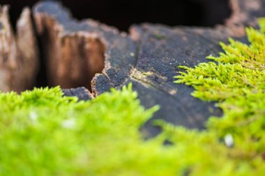 Kırpılan görünümü eski güdük erken bahar orman yosun ile sawed ağacının