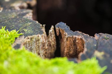 Kırpılan görünümü eski güdük erken bahar orman yosun ile sawed ağacının