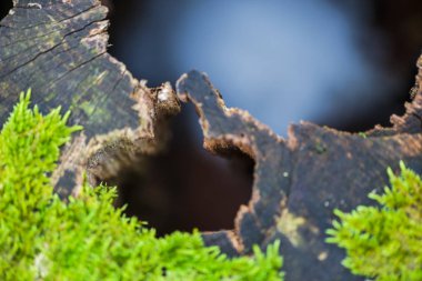Kırpılan görünümü eski güdük erken bahar orman yosun ile sawed ağacının