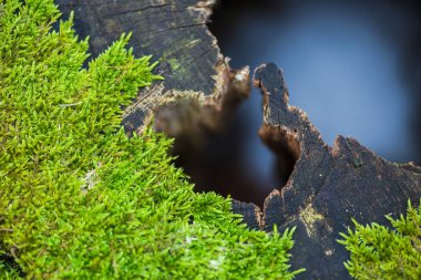 Kırpılan görünümü eski güdük erken bahar orman yosun ile sawed ağacının