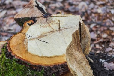 Erken Bahar Orman yosun ile sawed ağacının eski güdük