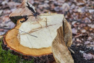 Erken Bahar Orman yosun ile sawed ağacının eski güdük