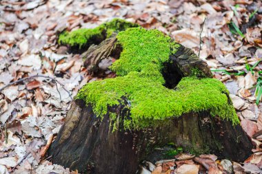 Erken Bahar Orman yosun ile sawed ağacının eski güdük