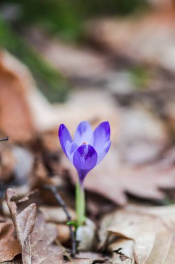 orman toprak ile büyüyen menekşe çiğdem çiçek yaprakları 