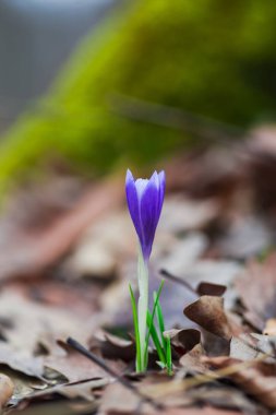 İhale crocus, ilk bahar çiçek.
