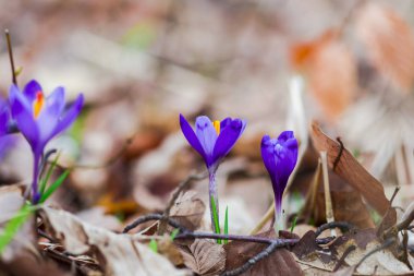 İhale croci, ilk bahar çiçekleri.