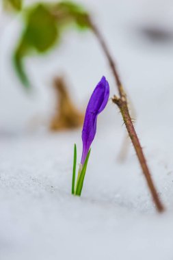 Mor çiğdem çiçek yaprakları ile büyüyen kapalı arazi kar