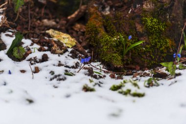 İlk Bahar orman içinde büyüyen bitkiler