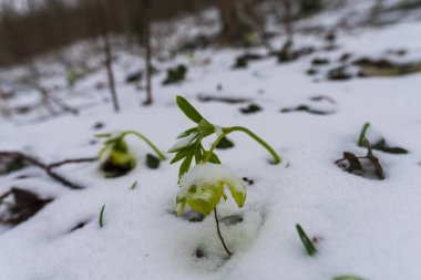 Bahar ormandaki karda ilk çiçekler