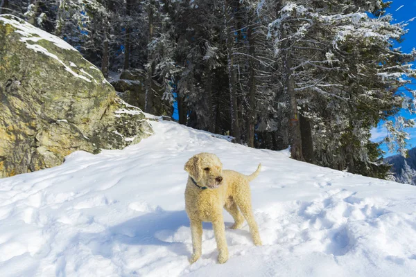 Rollladen Pudel Welpe Hund Schneebedeckten Bergen Waldlandschaft — Stockfoto