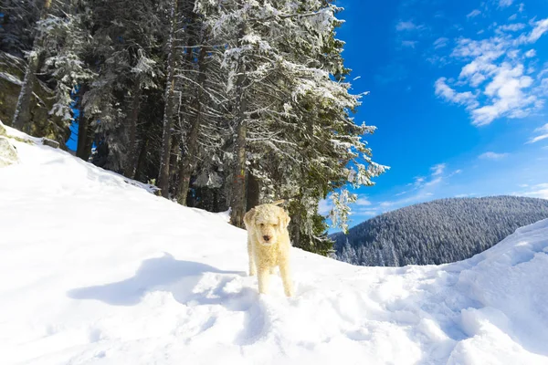 Rollladen Pudel Welpe Hund Schneebedeckten Bergen Waldlandschaft — Stockfoto