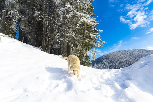 Shutter Cão Cachorro Poodle Neve Coberto Montanhas Paisagem Florestal — Fotografia de Stock