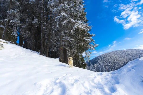 Paisaje Montañas Nevadas Invierno — Foto de Stock