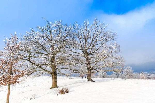 Snow Covered Countryside Landscape Trees Blue Sky Clouds — Stock Photo, Image