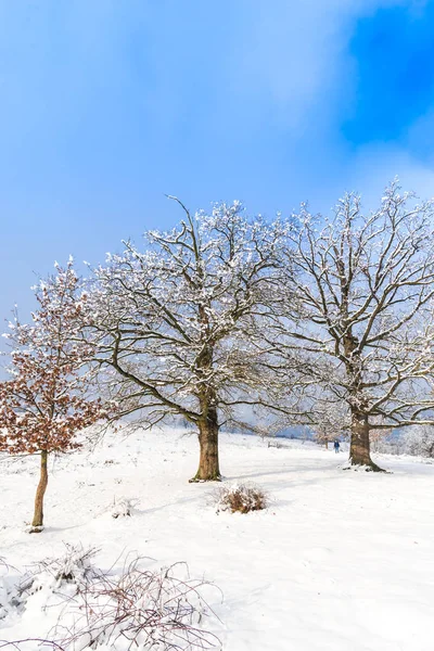 Verschneite Landschaft Mit Bäumen Und Blauem Himmel Mit Wolken — Stockfoto